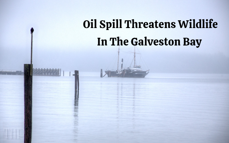 Oil Spill Threatens Wildlife In The Galveston Bay